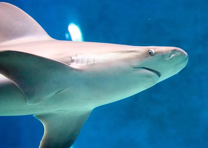 The First Porta Soprana Prione Apartament *